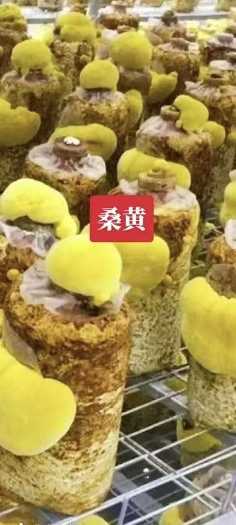 厉女士找合伙人寻找桑黄种植合作，提供技术培训与产销一体化支持