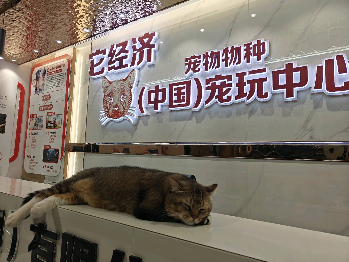 叶舟找合伙人提供宠物全产业链用品