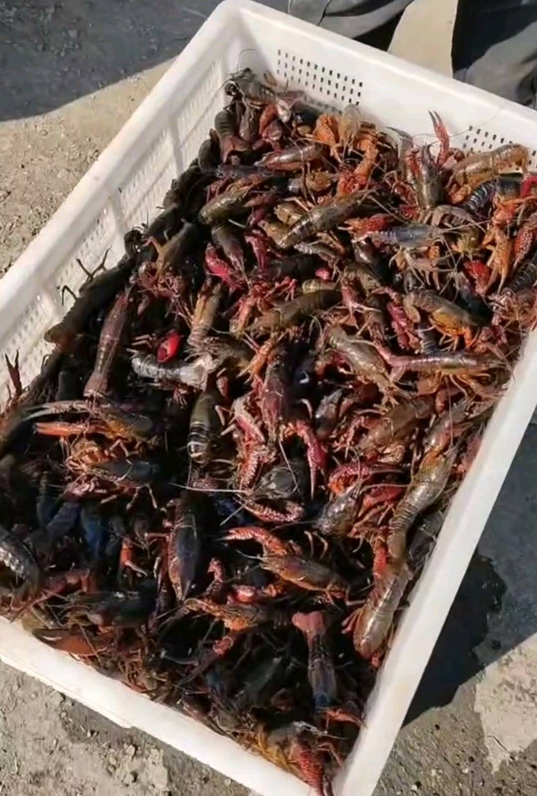 袁国华品牌货源