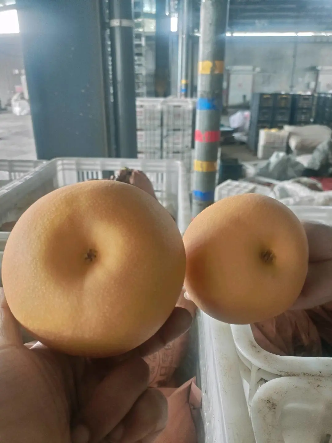 鞠先生品牌货源