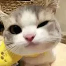 樊裕轩