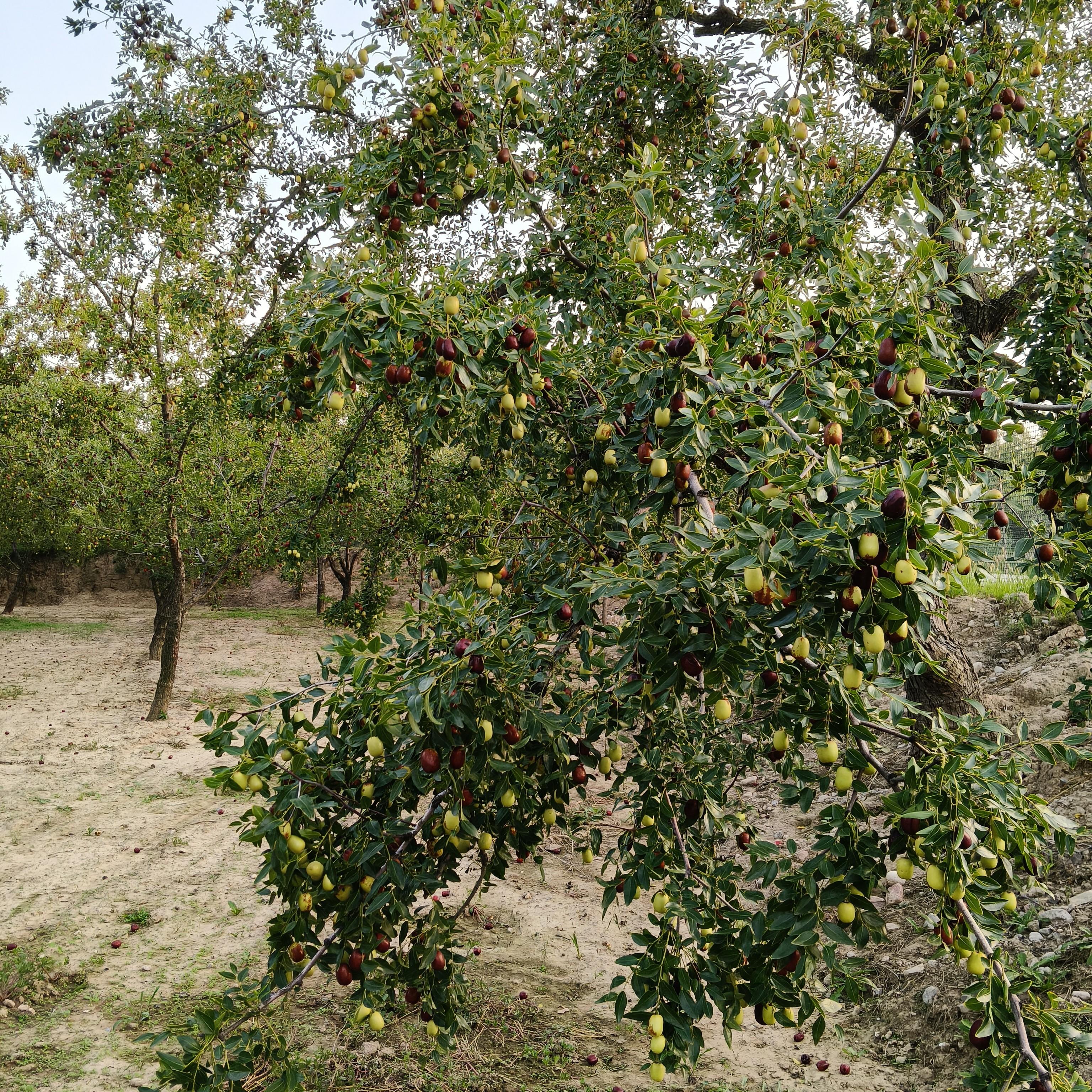 韩诺娜品牌货源