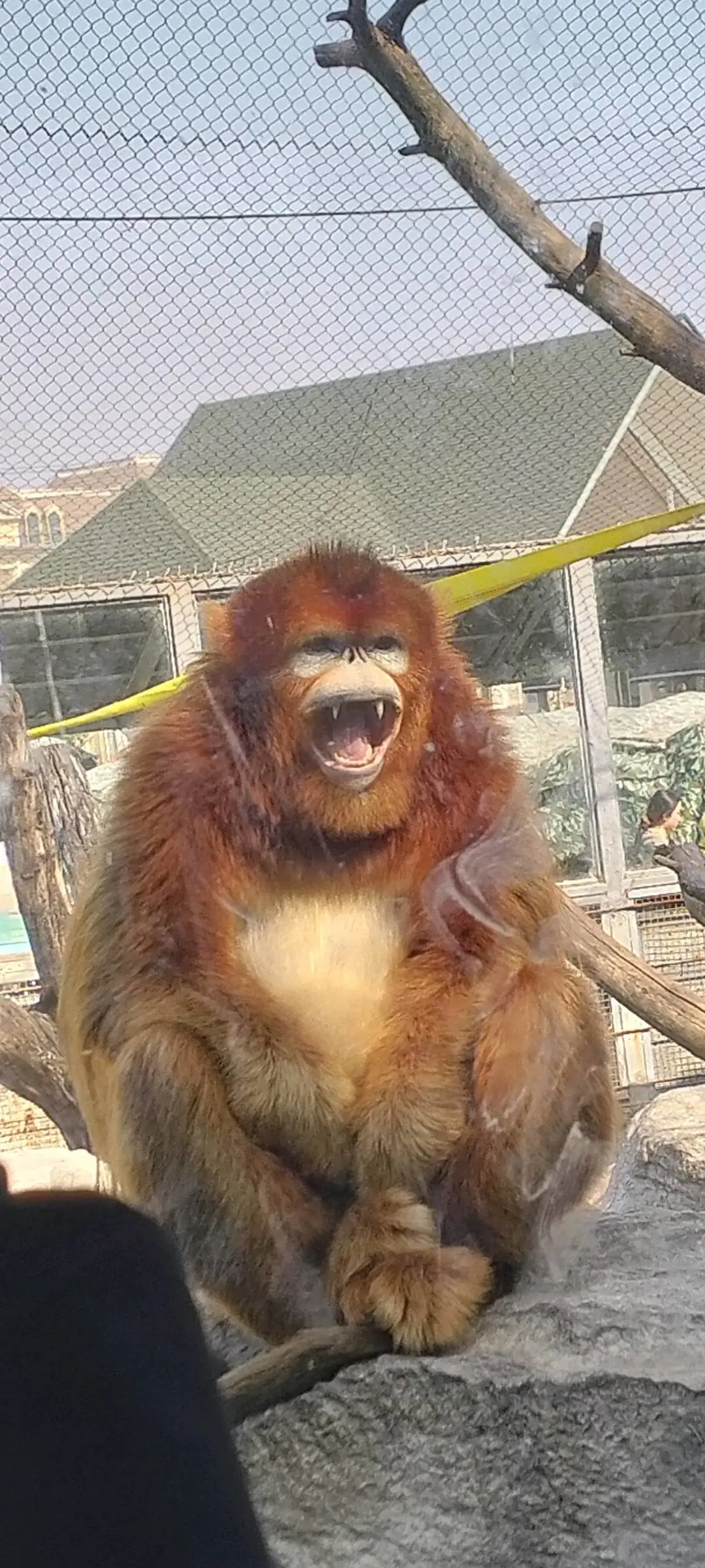 u客直谈实名认证洪欣