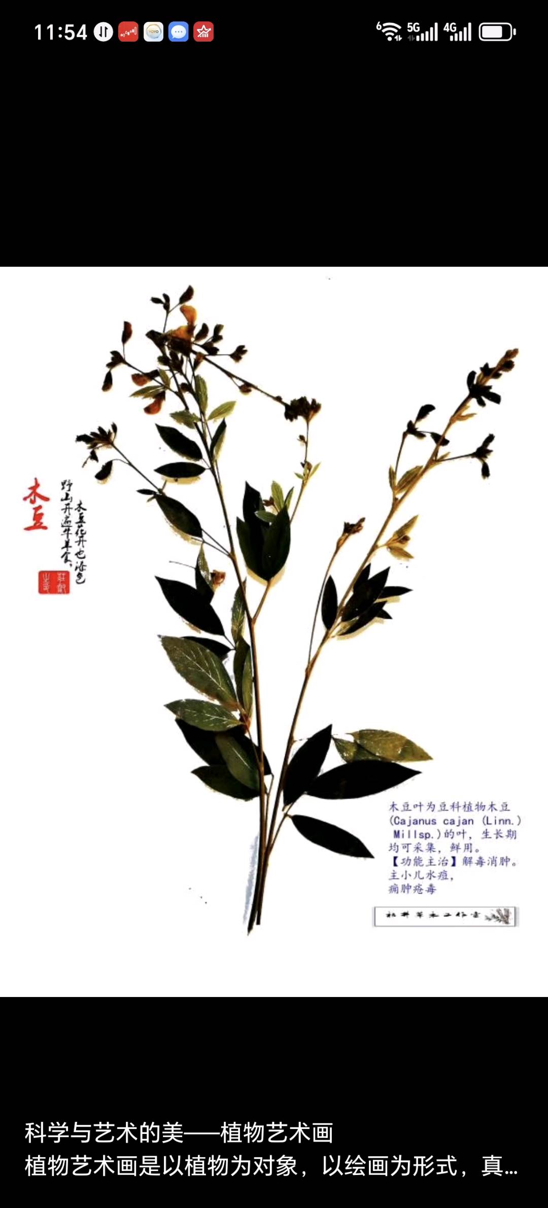 庄睿找合伙人合作经营中草药艺术标本