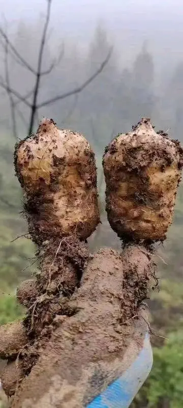 陈先生品牌货源
