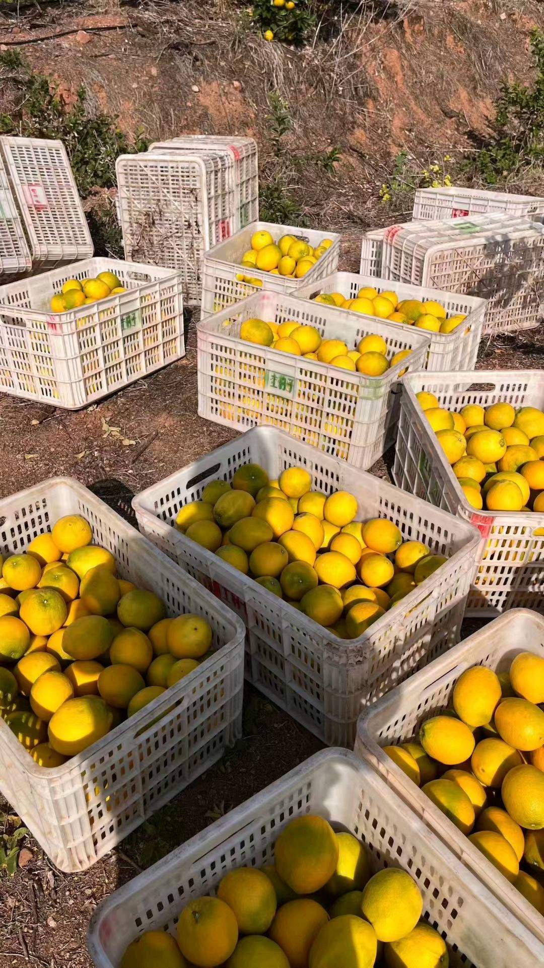 王先生品牌货源