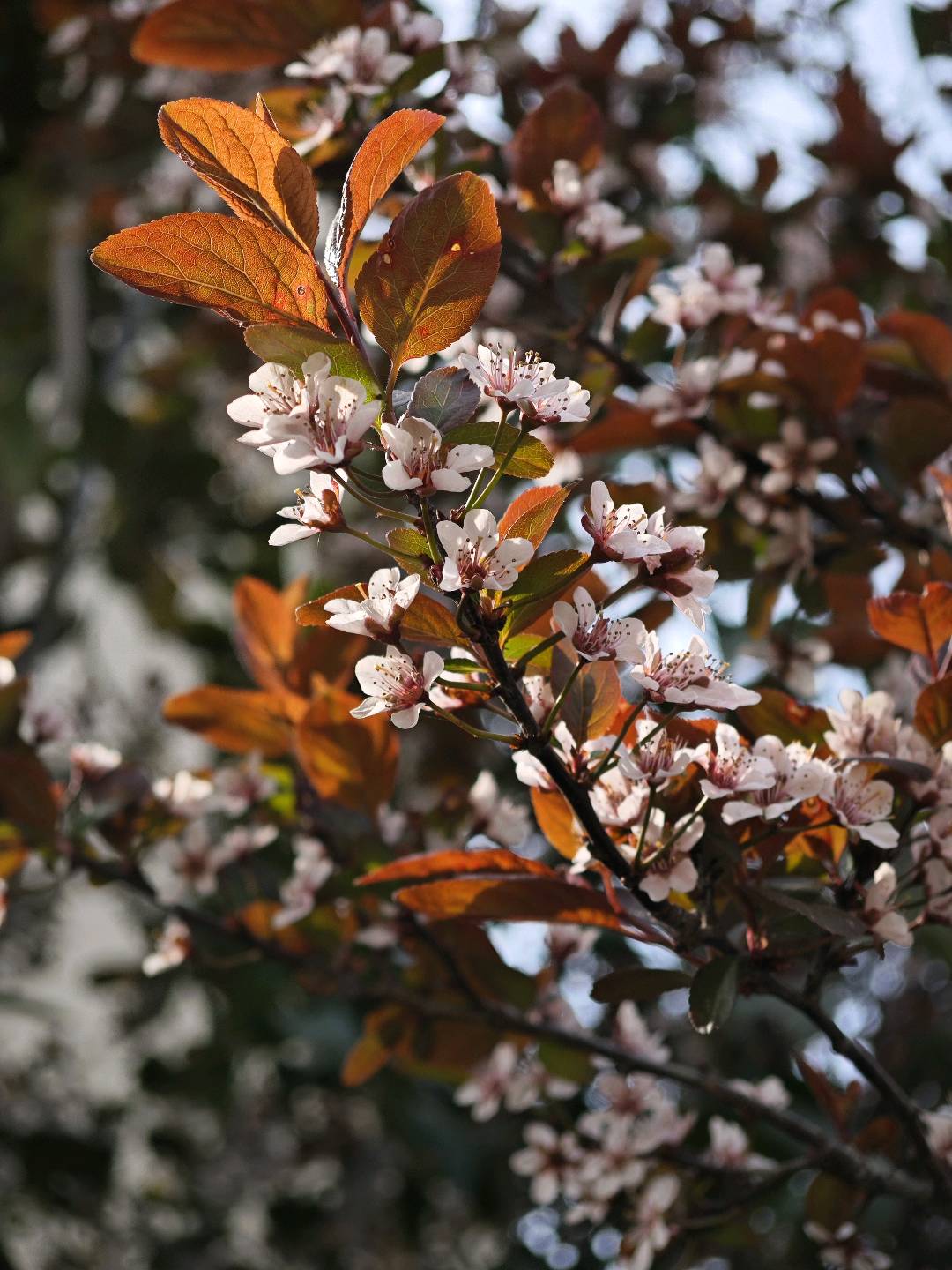 张秀霞其他供需抖音发文，绿色素人种草，视频发布计划