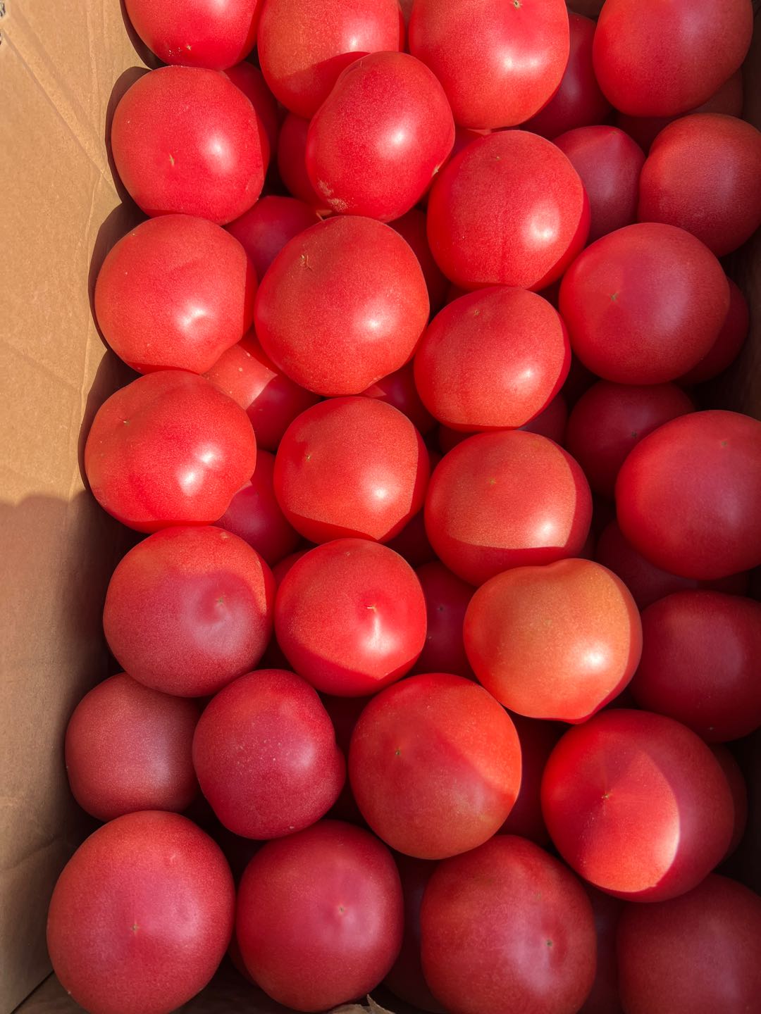 原向阳品牌货源蔬菜 西葫芦，西红柿，黄瓜，豆角王，白菜，茴子白，香菇，蘑菇。等等