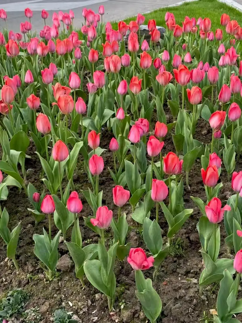 u客直谈实名认证谭女士