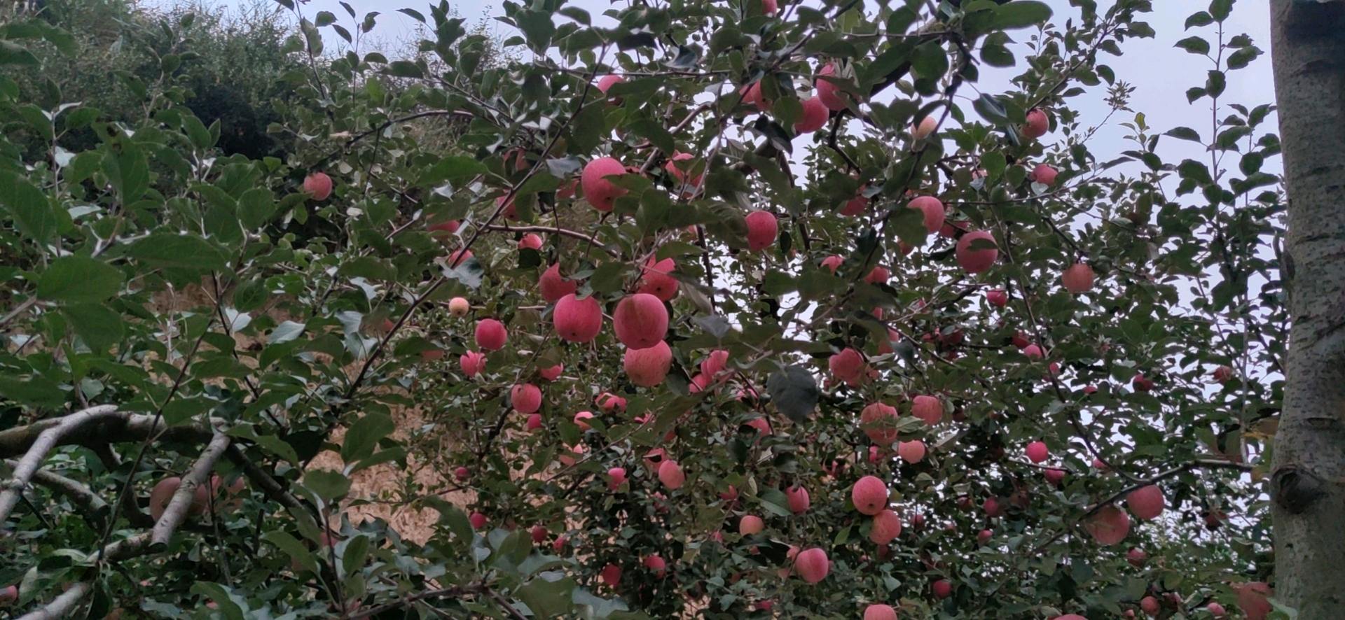胡先生品牌货源