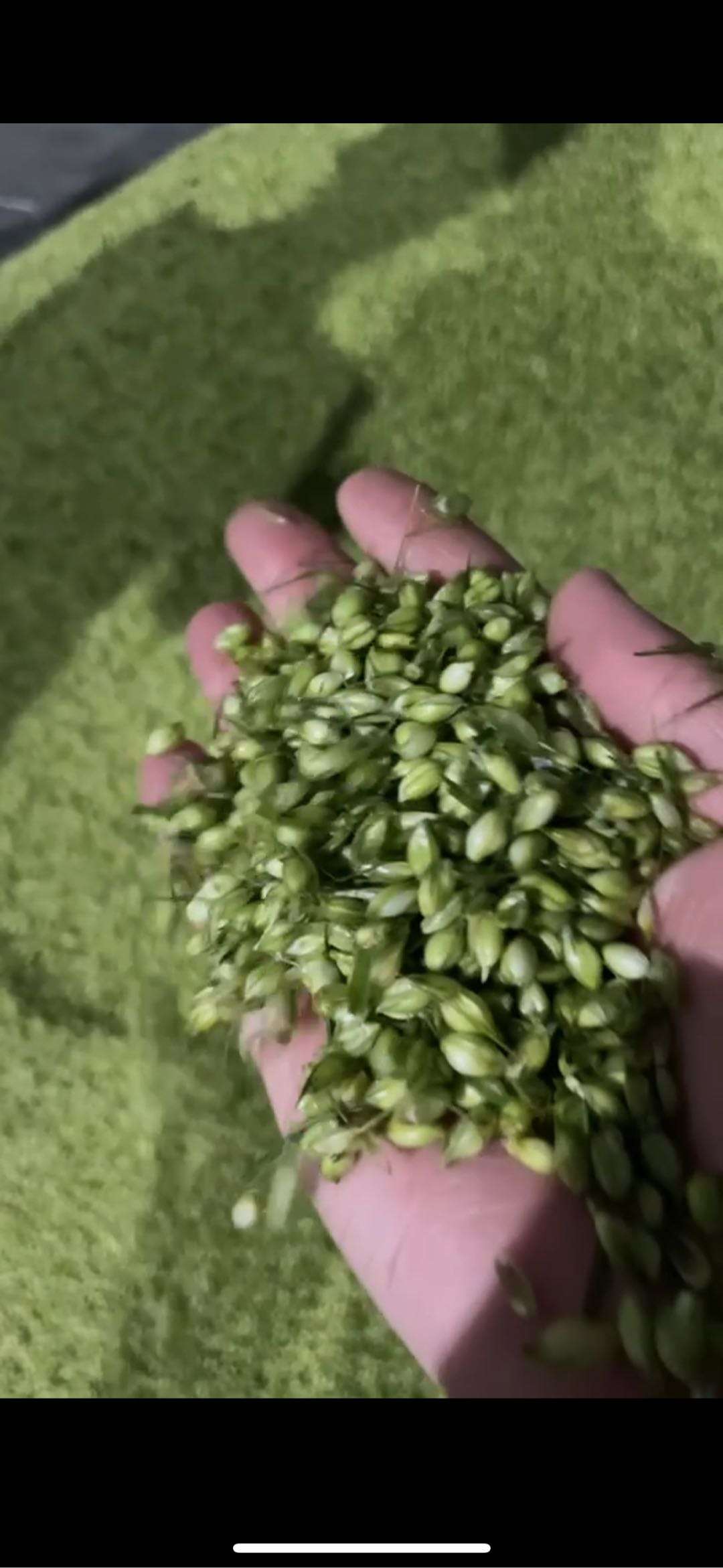 于帅品牌货源提供大量青麦仁 