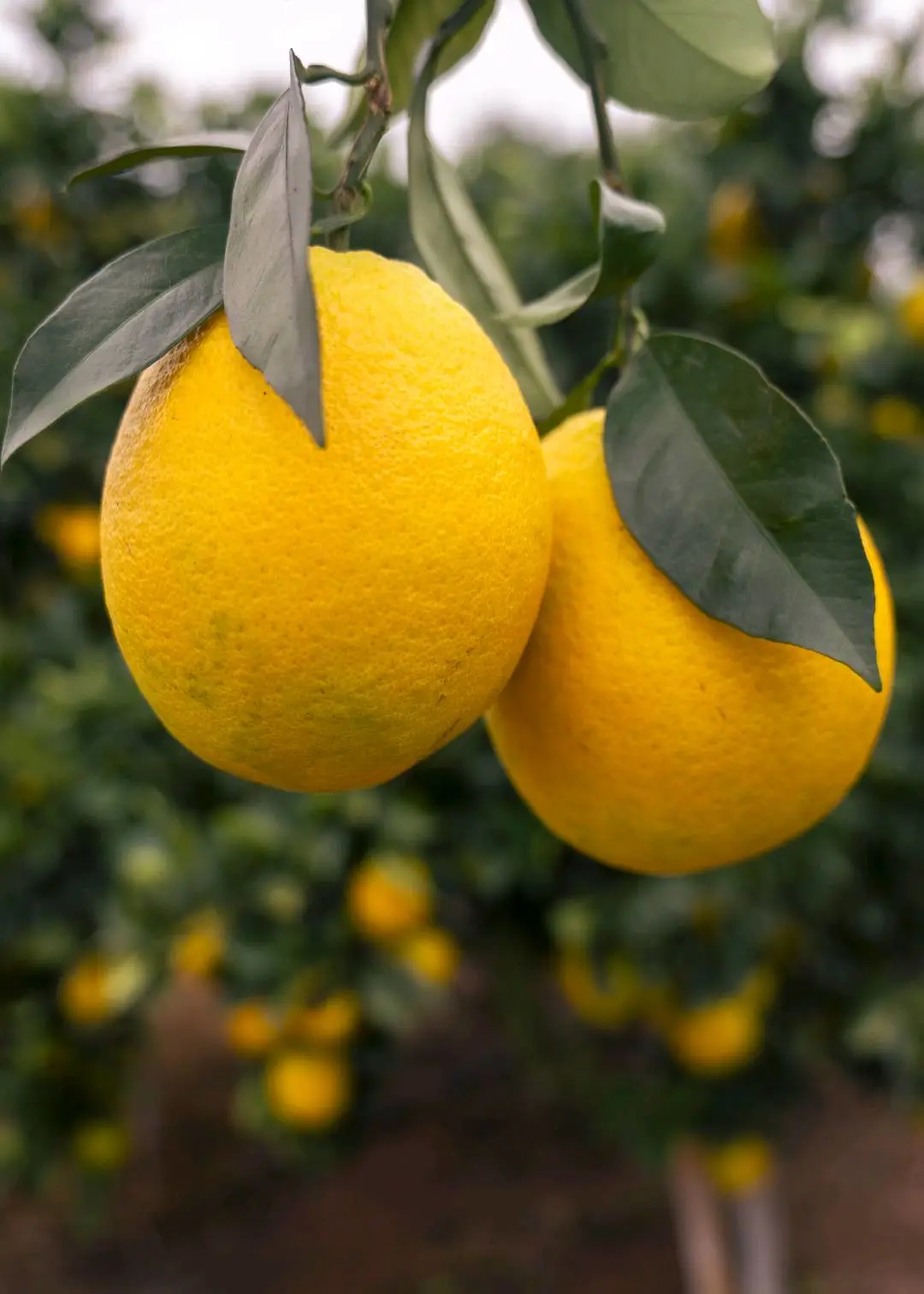 何建品牌货源赣南脐橙500亩基地直供,招募生鲜渠道合作伙伴