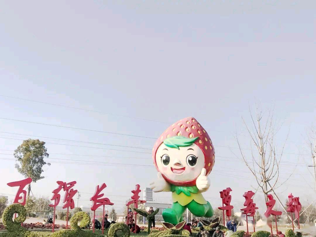 朱先生品牌货源长丰草莓