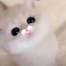 刘怡月