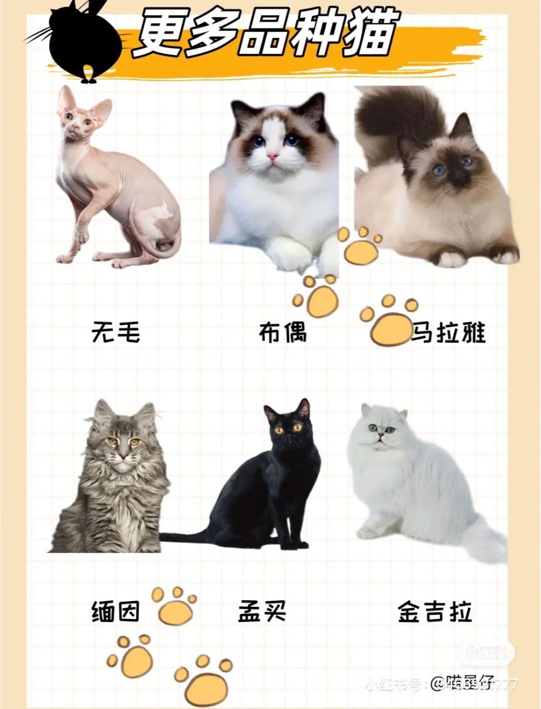 钟先生提供宠物猫一手货源价格优惠 全国可发 批发零售都可
