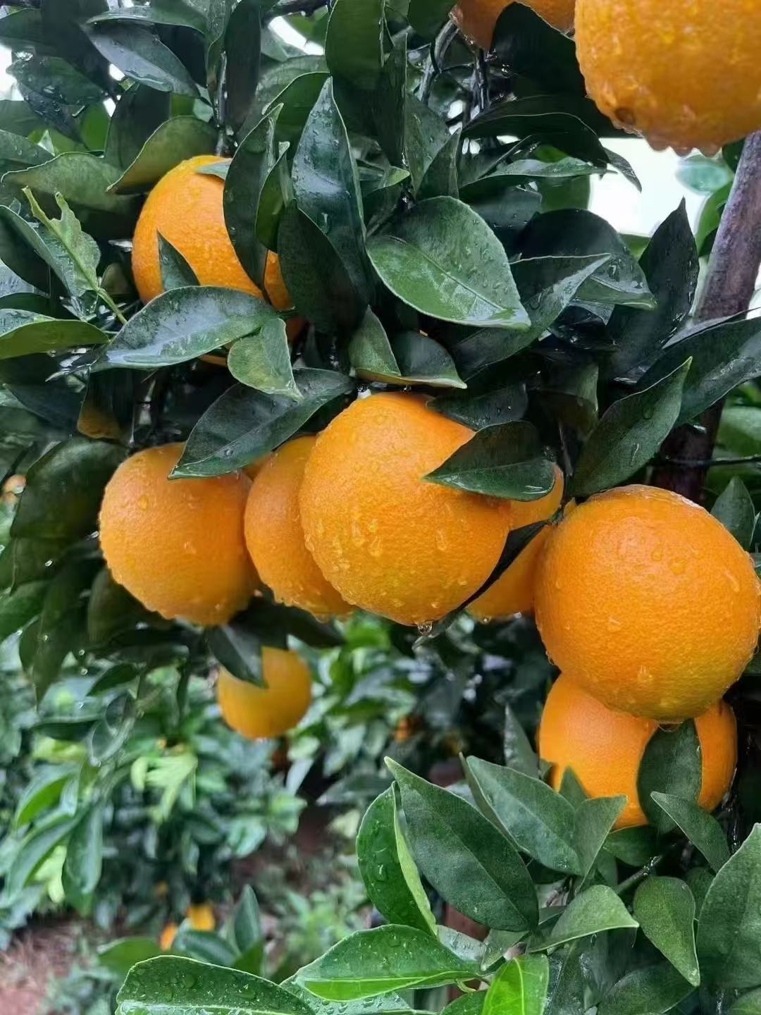 王俊文品牌货源自家种植赣南脐橙，有好果次果50万斤，大量出