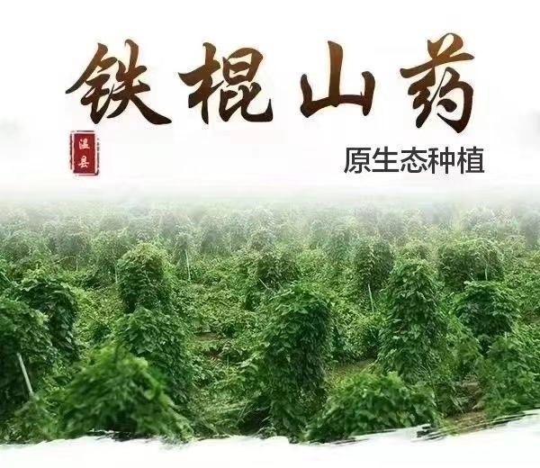 裴文杰找合伙人铁棍山药仓储及深加工项目