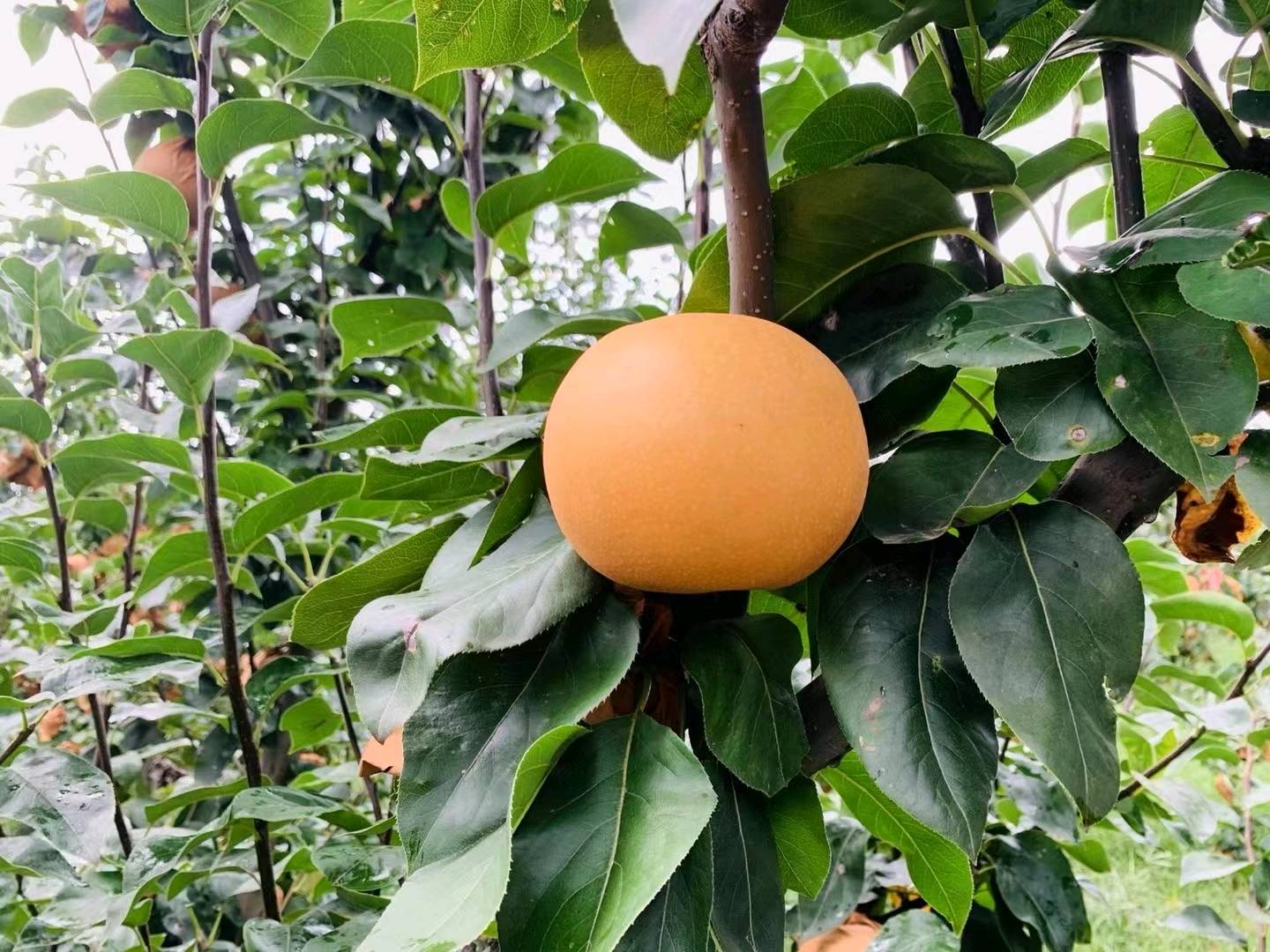 鞠先生秋月梨 复购率99