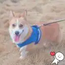 黄先生