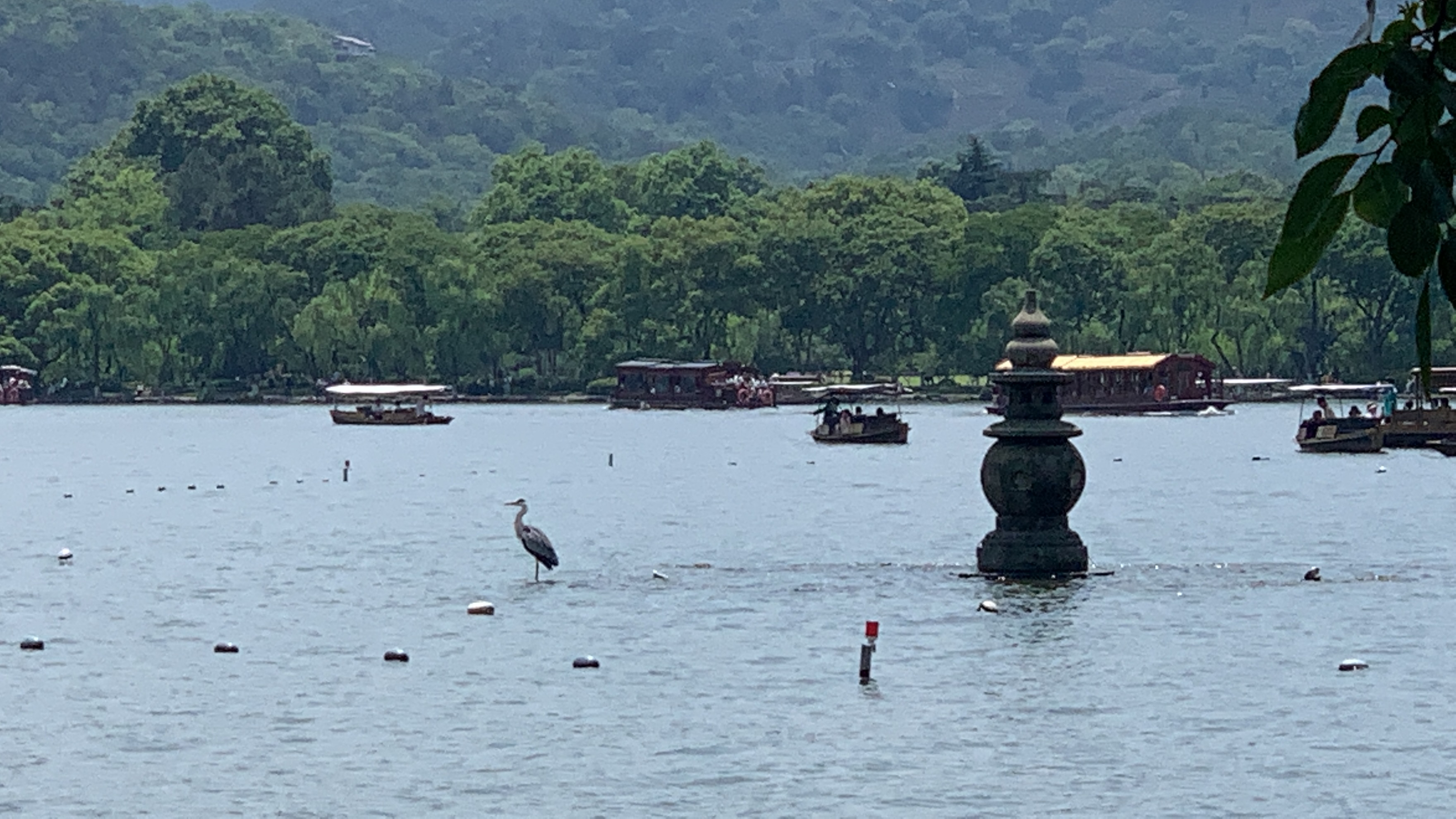 蔡先生销货渠道保健品类澳货，蓝帽分销