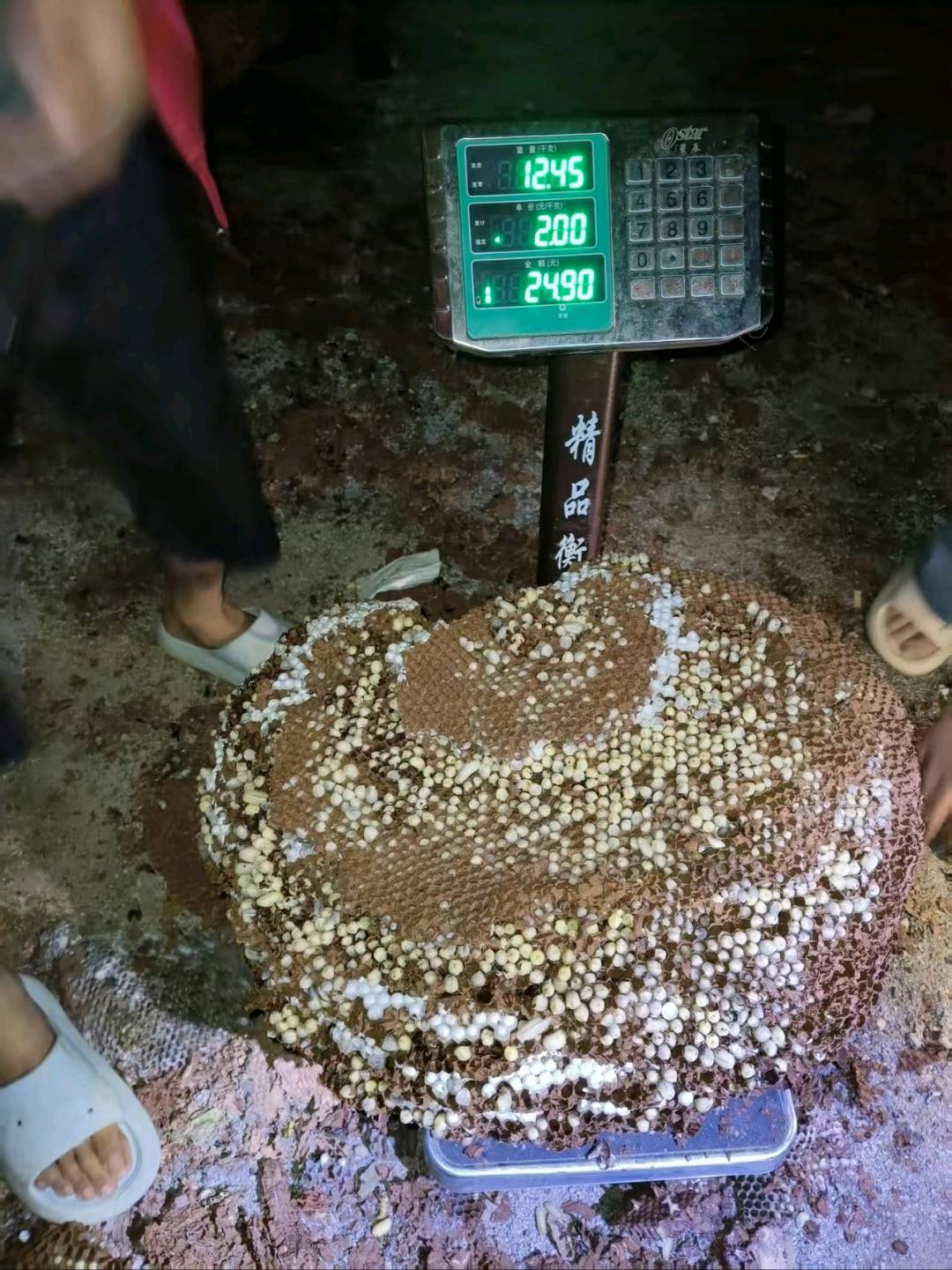 班泽吮马蜂蜂蛹收购售卖鲜货等级冻品