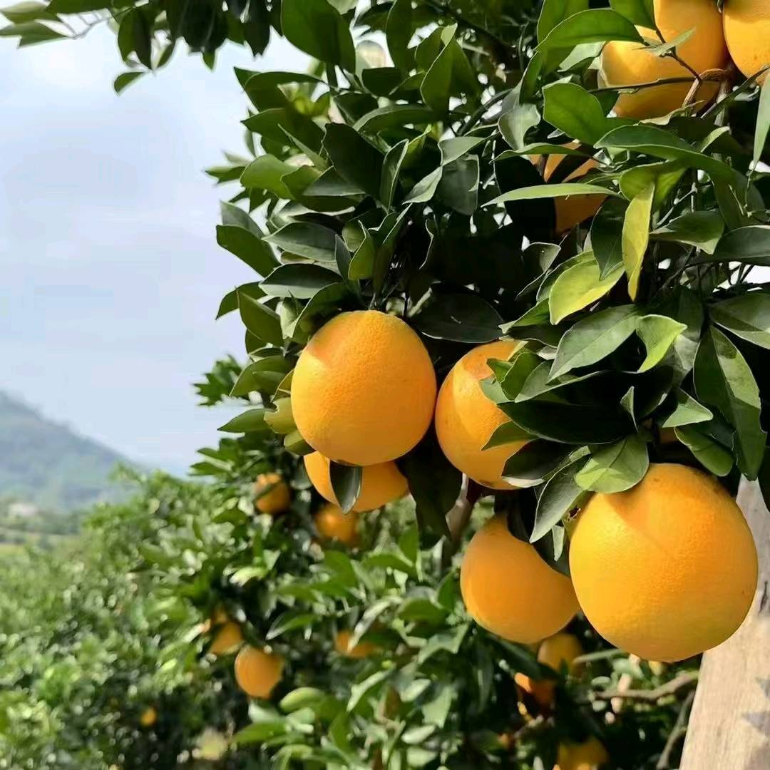 李先生提供正宗赣南脐橙货源，自家果园自然承受不打甜蜜素不打保鲜水！现摘现发