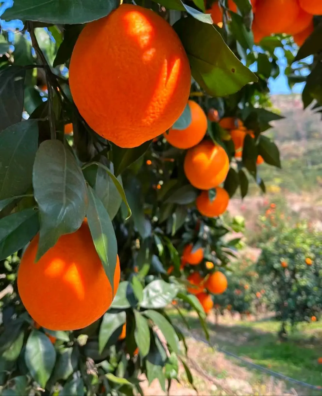 黄传佳品牌货源橙子