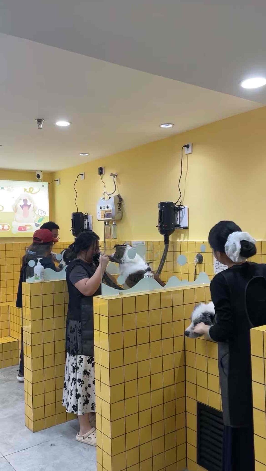 陈双双找合伙人