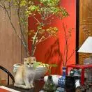 马先生