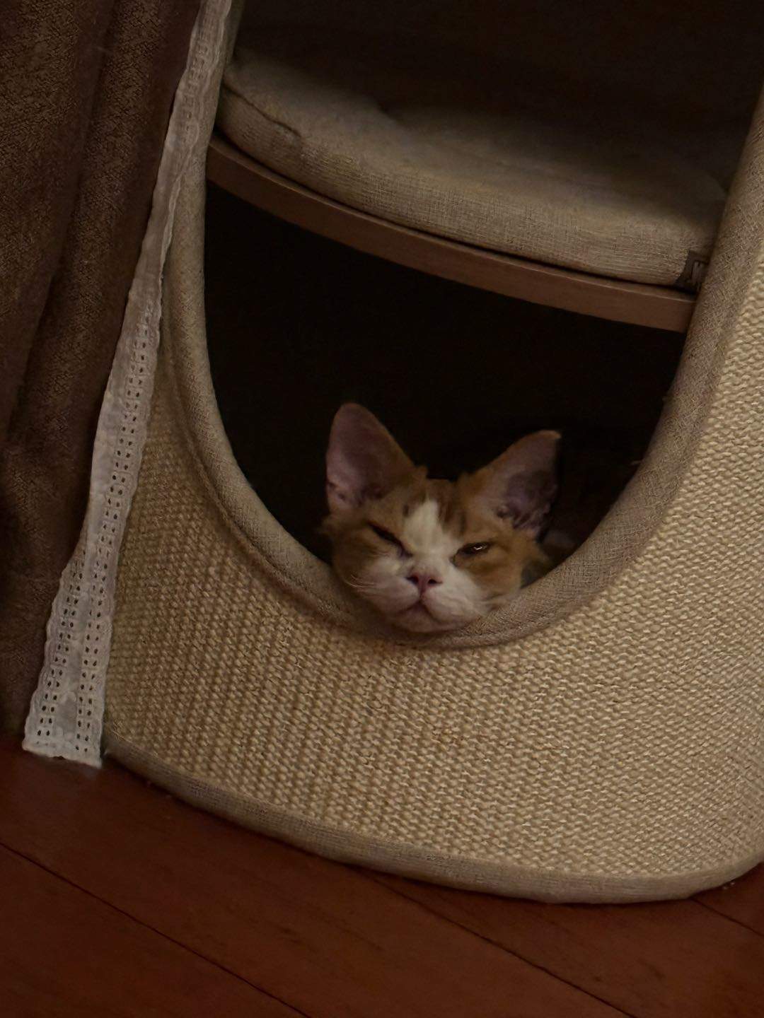 沈女士地推项目寻求团队合作推广牙膏盒项目，月结佣金2-3元