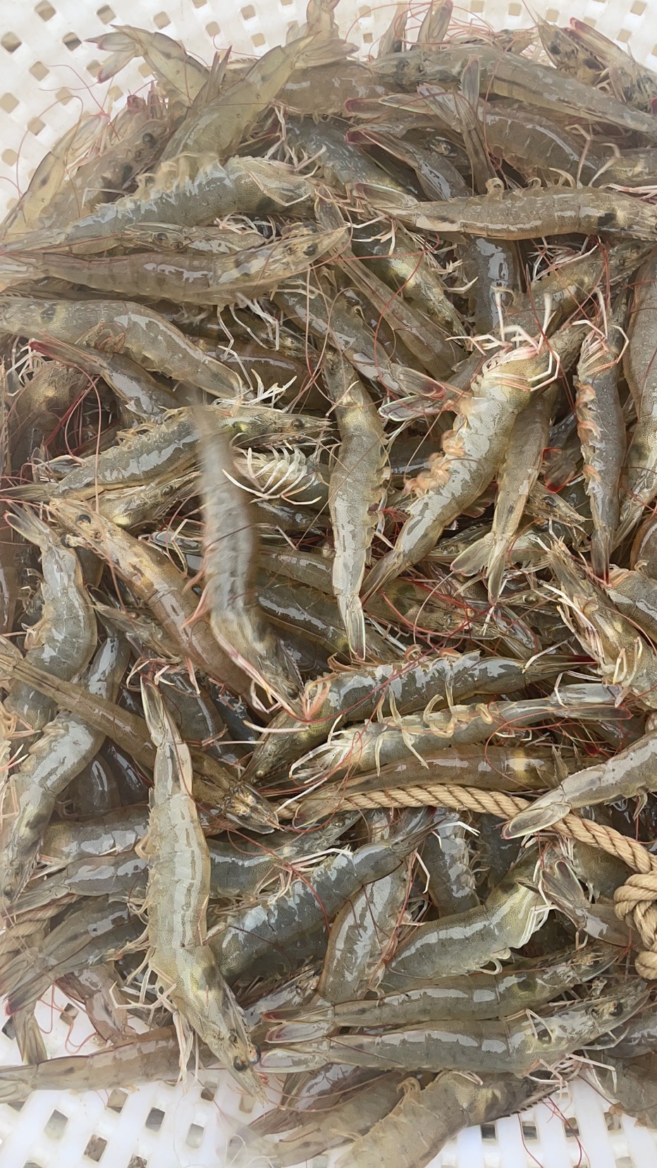 吴先生找合伙人公司项目扩张寻人才带资合作，水产养殖项目需50-100万