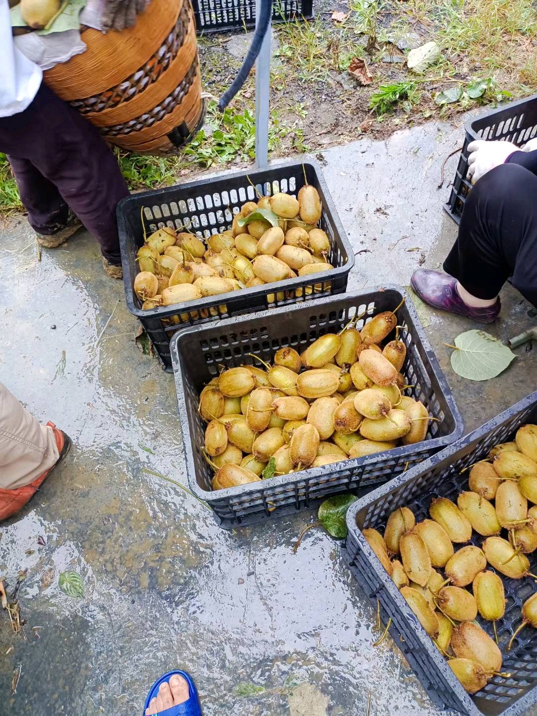 田先生品牌货源找有实力买家 猕猴桃货源批发