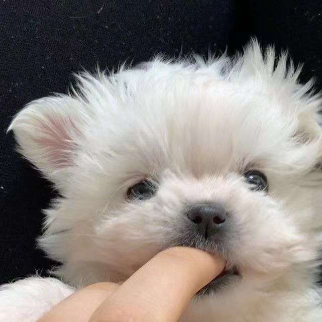 刘子洋
