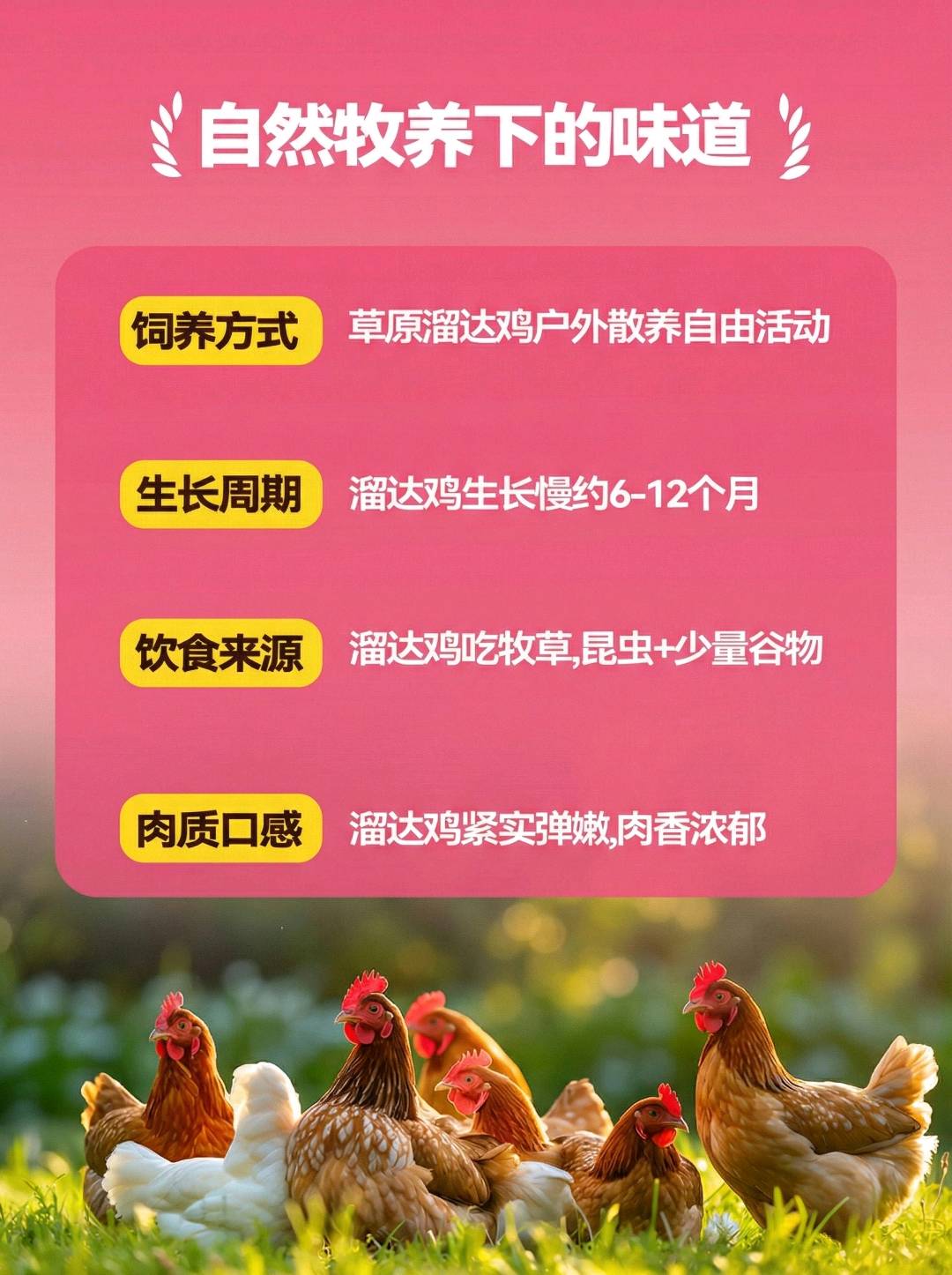 陈慧珍品牌货源内蒙古原产宠物粮/零食货源直供｜招线上运营/渠道合作