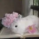 王若娟
