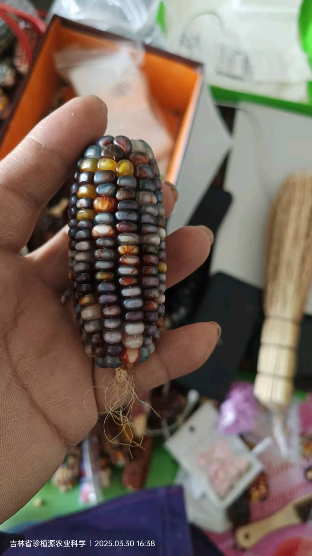 袁先生品牌货源供应文玩玉米