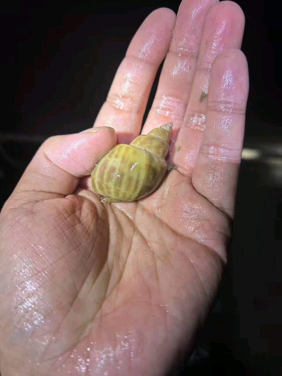 翁先生品牌货源黄螺一手供应，价格优势，可实地考察
