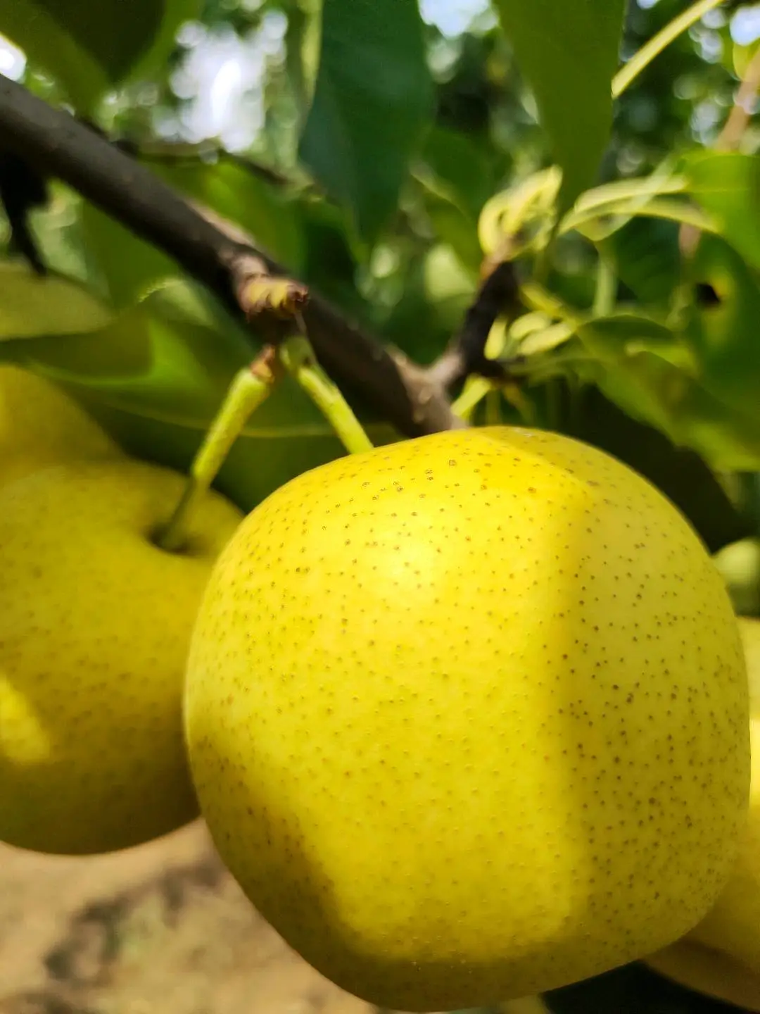 李文欢品牌货源砀山梨种植基地