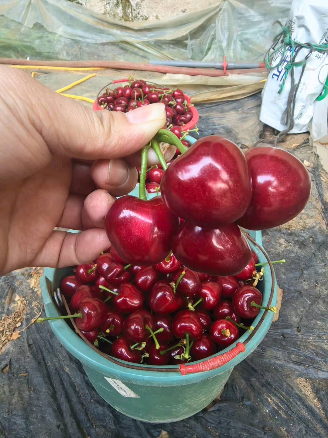 李珍樱桃，团购 一件代发