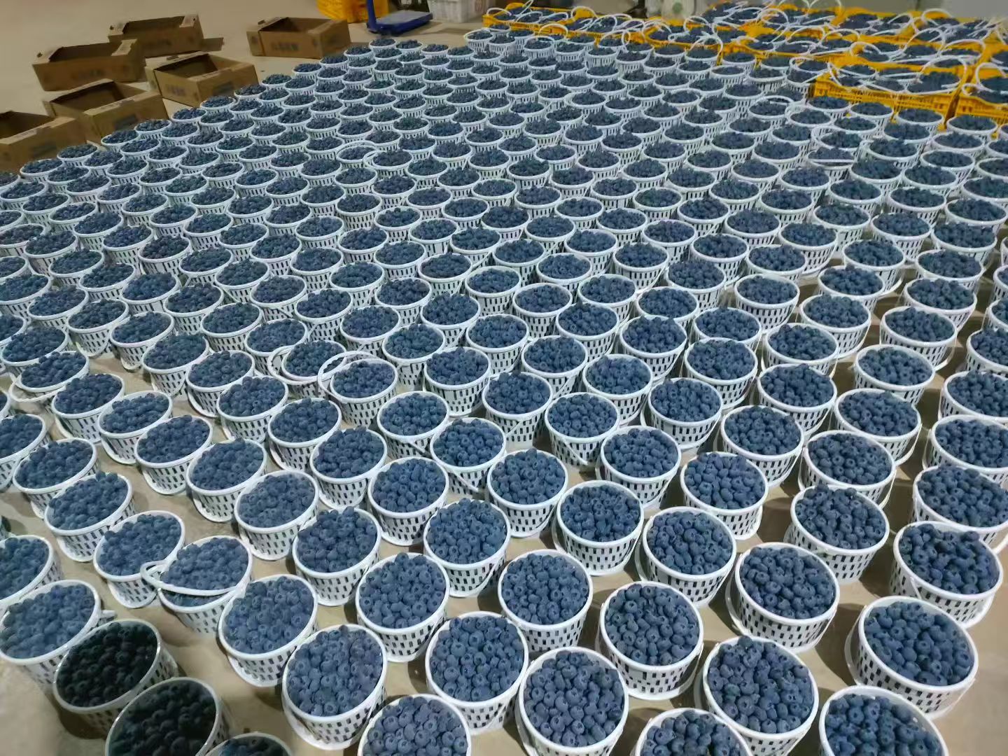 刘先生品牌货源