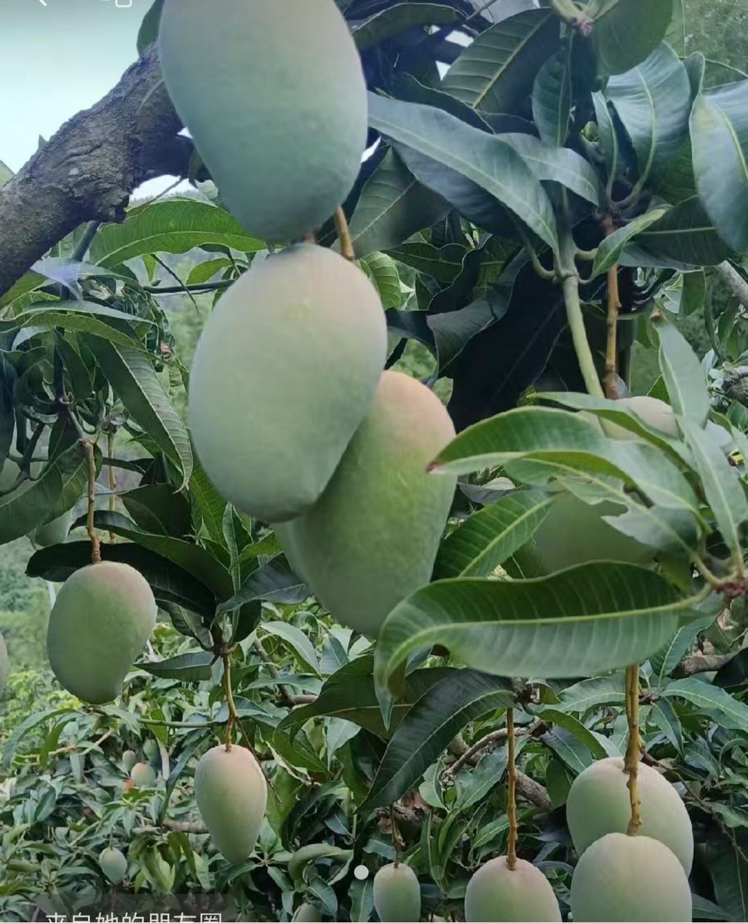 罗女士百色芒果6月上市，直播带货代理分销，资质齐全，一件代发