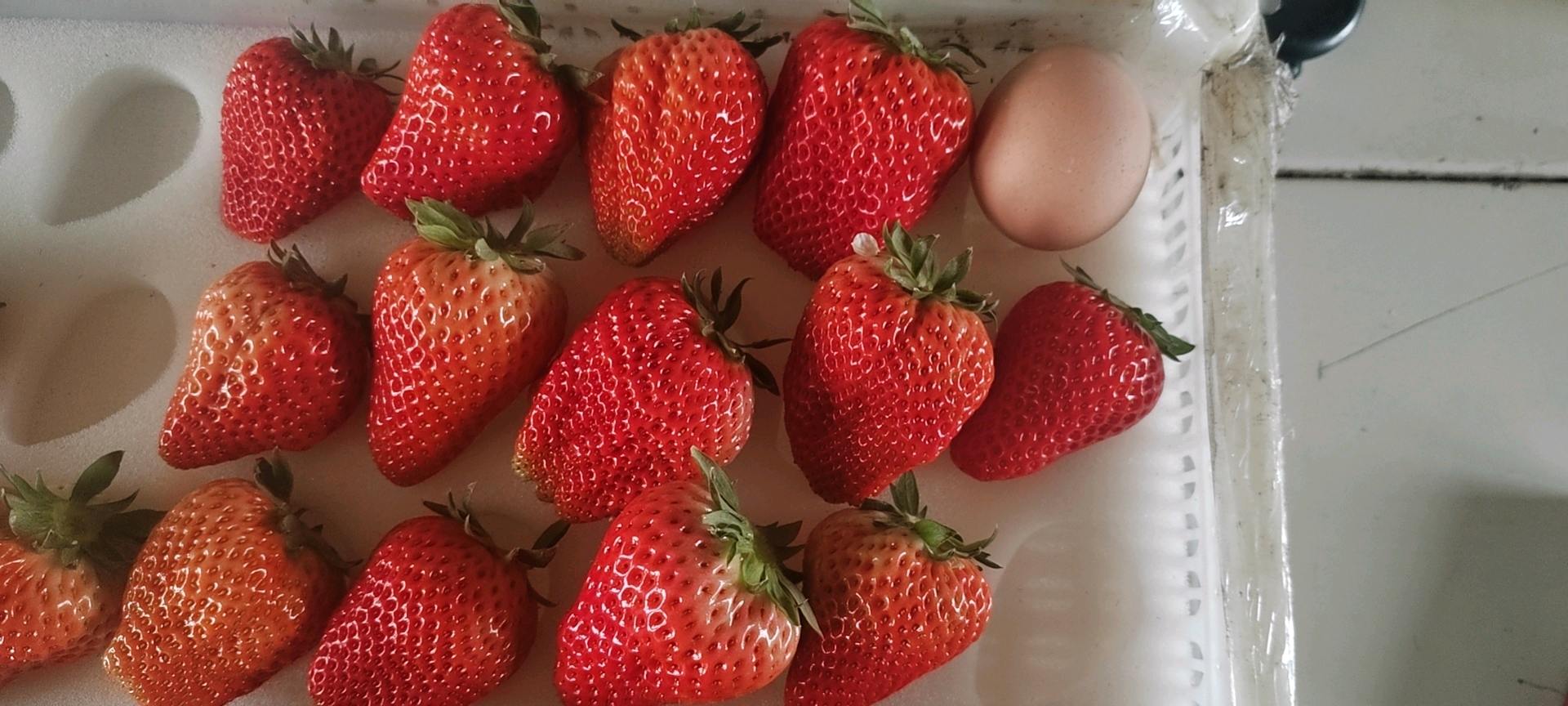 孙冲品牌货源诚寻合作：丹东99草莓一件代发，农户直供绿色品质  
