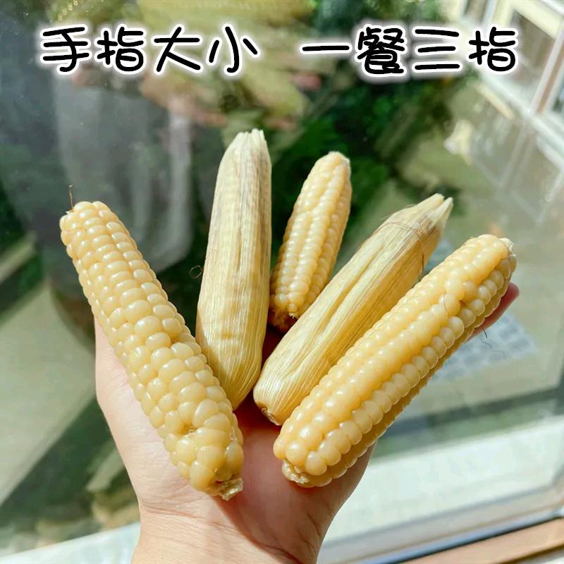 李先生品牌货源西双版纳水果玉米基地