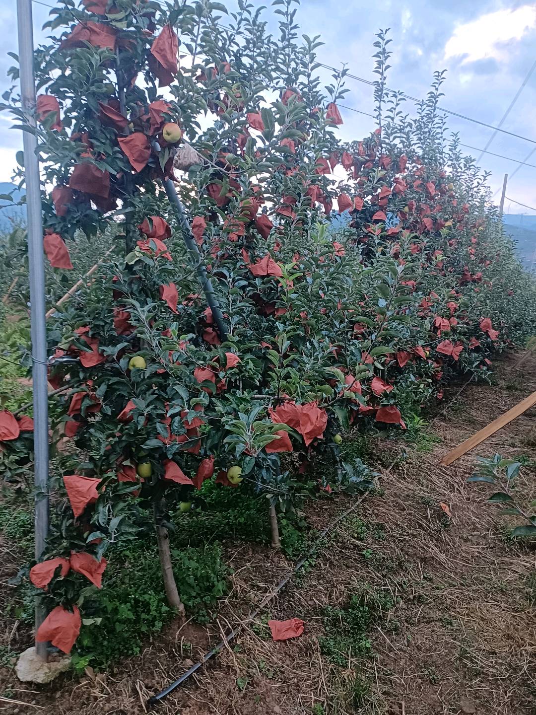 李先生提供原产地苹果,一件代发,寻找电商/私域/社区团购合作