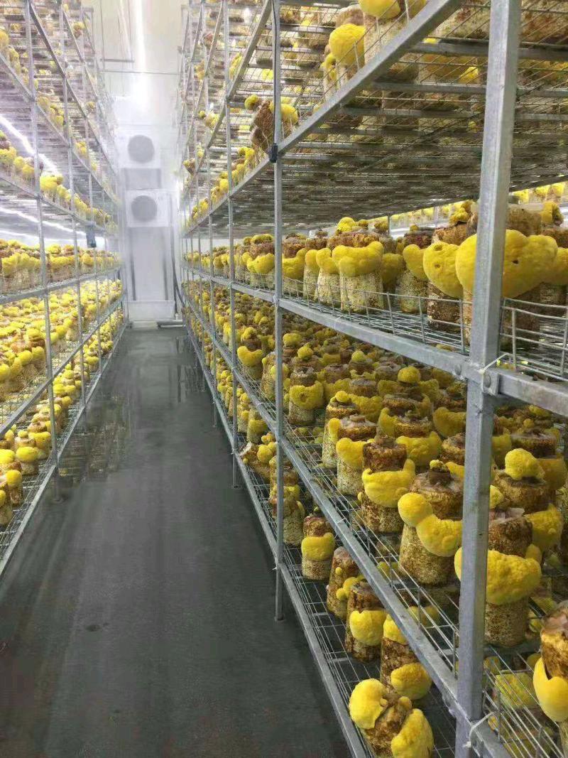 张女士找合伙人桑黄室内人工规模化种植技术合作与产销一体化，桑黄菌包源头生产工厂。