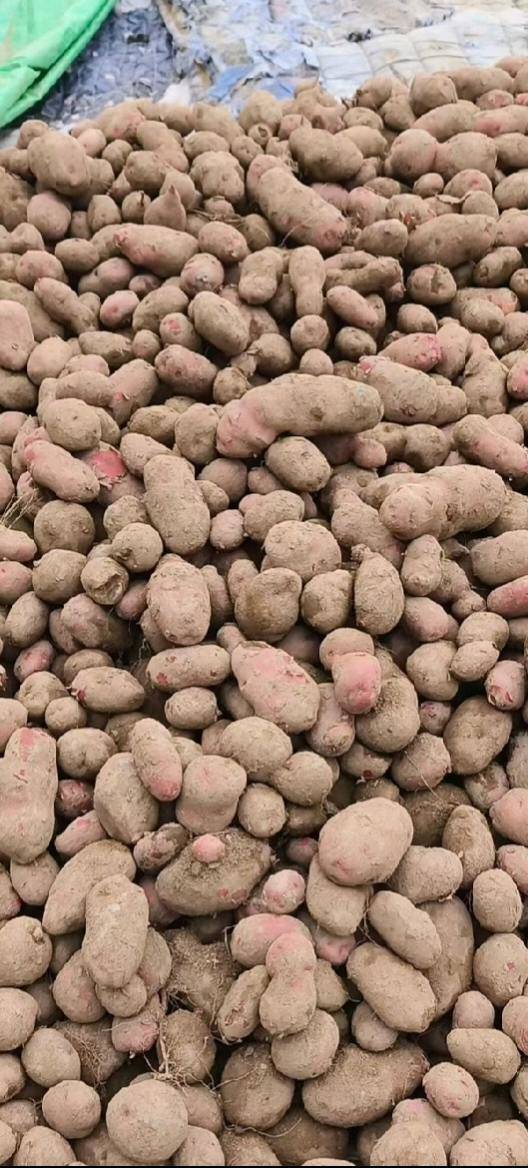 田伟品牌货源提供农产品土豆，产地直发，电商平台，商超市场供应
