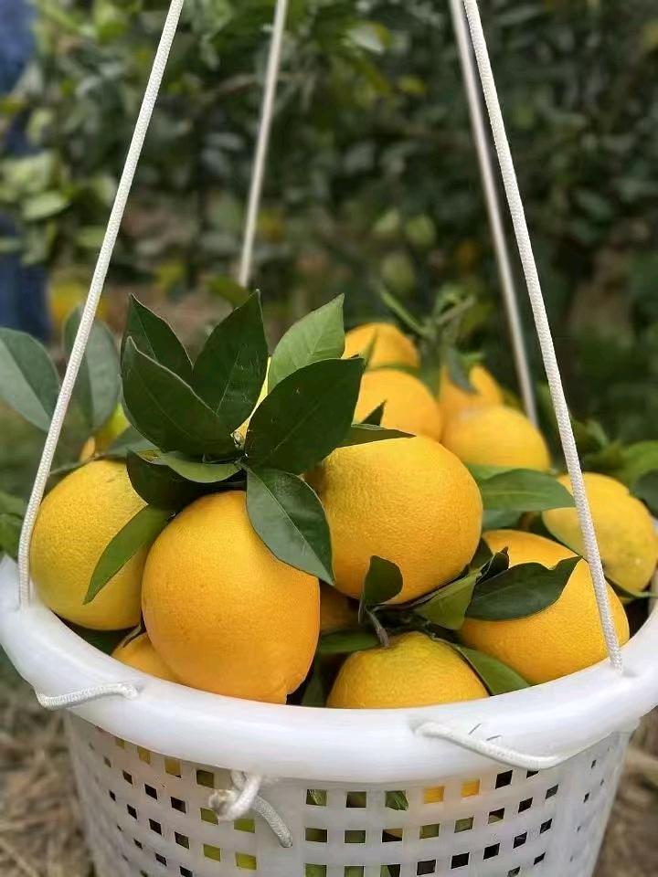李先生品牌货源
