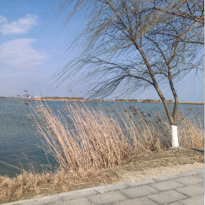李先生