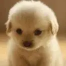 杨大虎