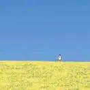 吴丽清